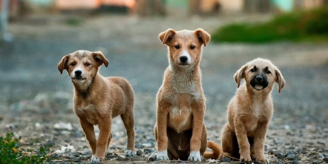 Festival Chinois De Viande Canine 9 Chiens Rescapés